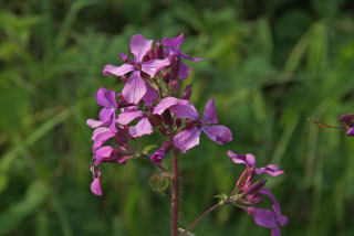 Lunaria annuaTuinjudaspenning  bestellen